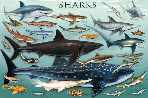 Sharks
