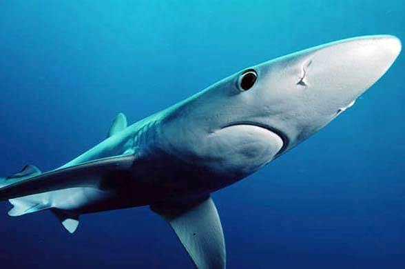Sharks