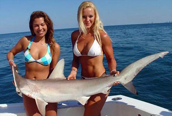 Sharks