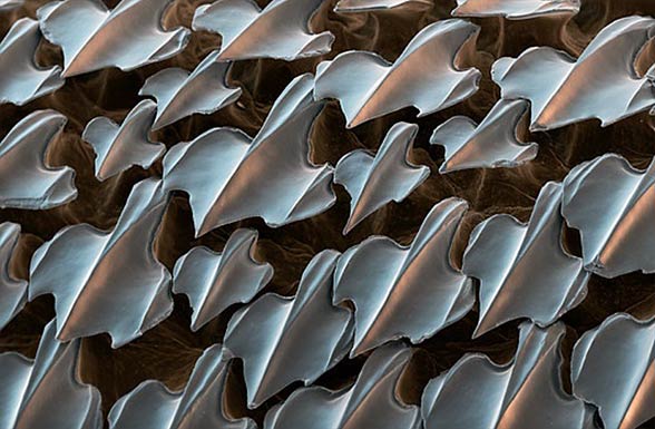 Shark's skin