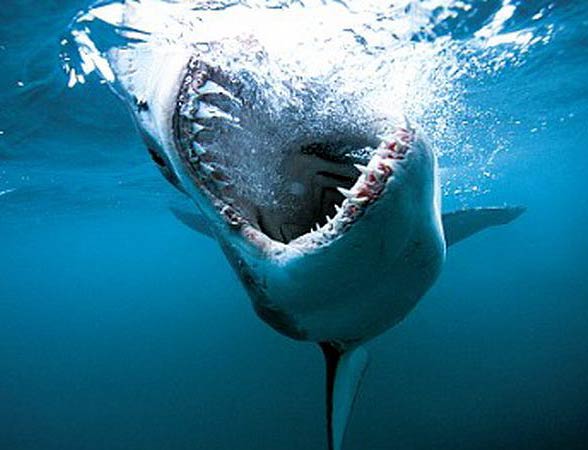 Sharks