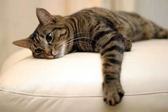 Tabby cat
