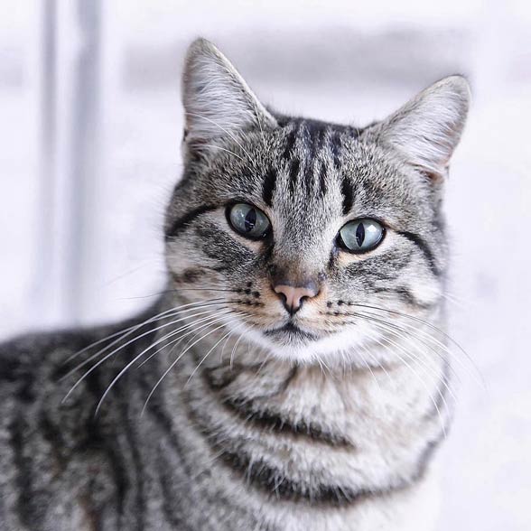 Tabby cat