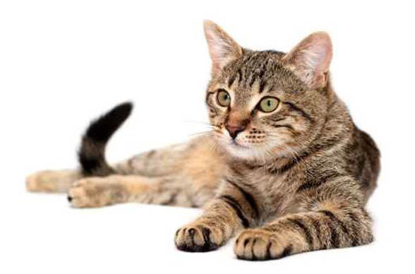 Tabby cat