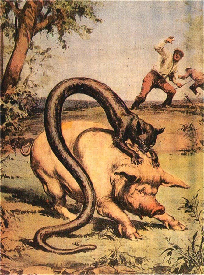 Tatzelwurm