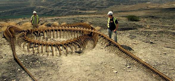 Titanoboa (Titanoboa cerrejonensis)