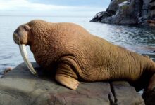 Walrus (Odobenus rosmarus)