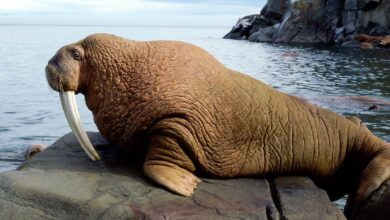 Walrus (Odobenus rosmarus)
