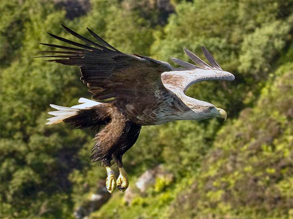 White-tailed eagle (Haliaeetus albicilla)