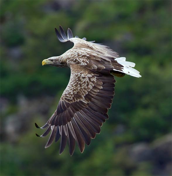 White-tailed eagle (Haliaeetus albicilla)