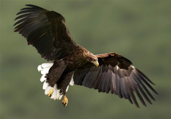 White-tailed eagle (Haliaeetus albicilla)