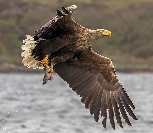 White-tailed eagle (Haliaeetus albicilla)