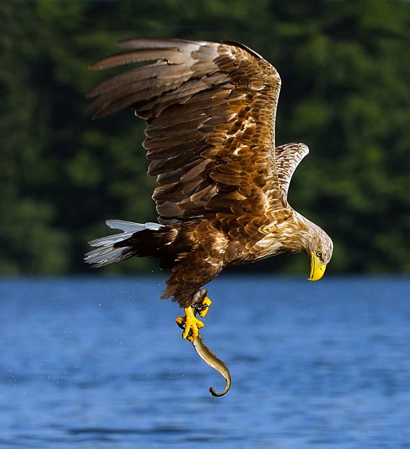 White-tailed eagle (Haliaeetus albicilla)