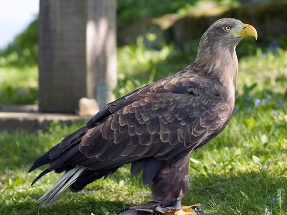 White-tailed eagle (Haliaeetus albicilla)