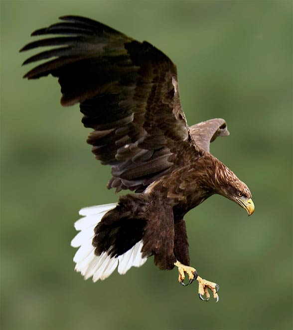White-tailed eagle (Haliaeetus albicilla)