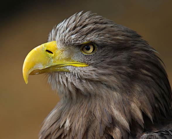 White-tailed eagle (Haliaeetus albicilla)