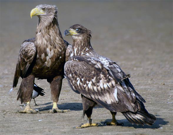 White-tailed eagles (Haliaeetus albicilla)