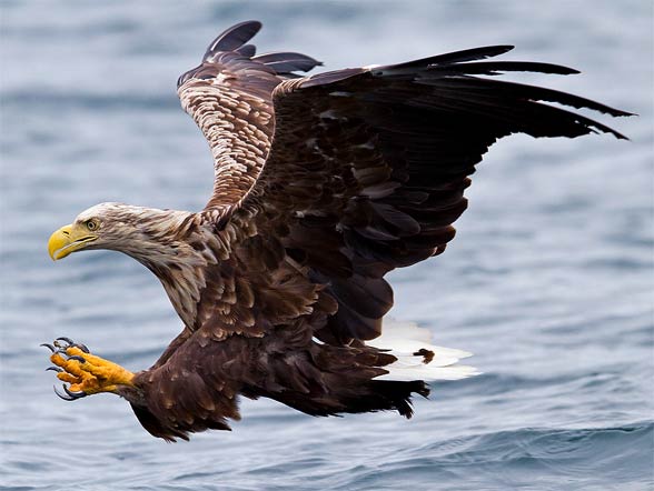 White-tailed eagle (Haliaeetus albicilla)