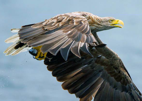 White-tailed eagle (Haliaeetus albicilla)