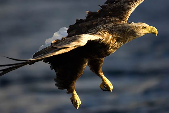 White-tailed eagle (Haliaeetus albicilla)