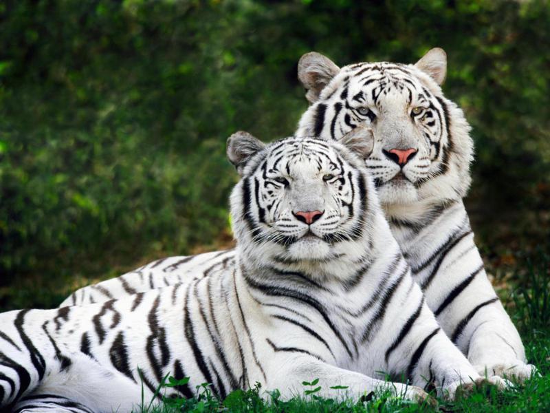 White tigers.