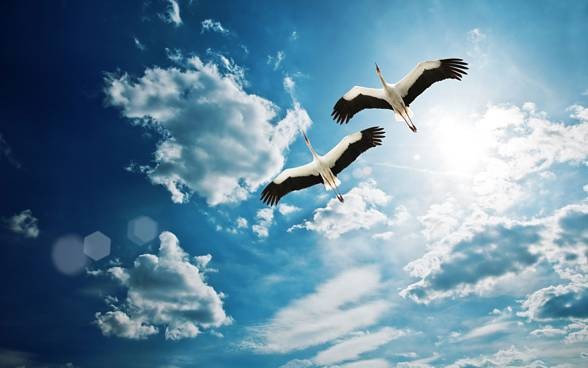 white stork (Ciconia ciconia)