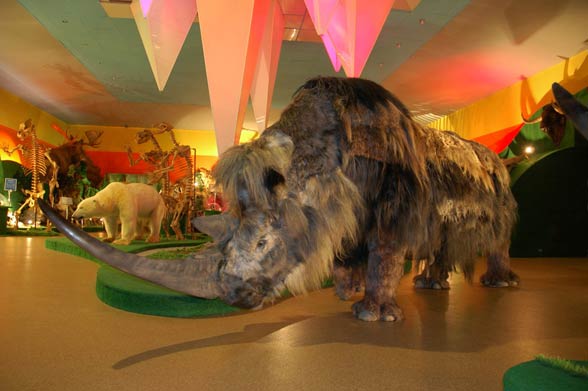 Woolly rhinoceros