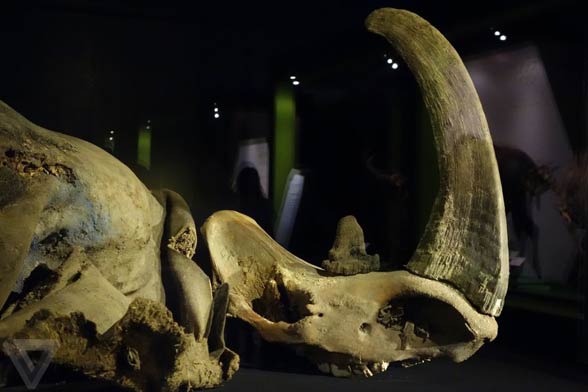 Woolly rhinoceros