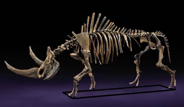 Woolly rhinoceros