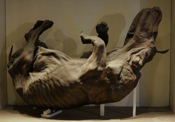 Woolly rhinoceros