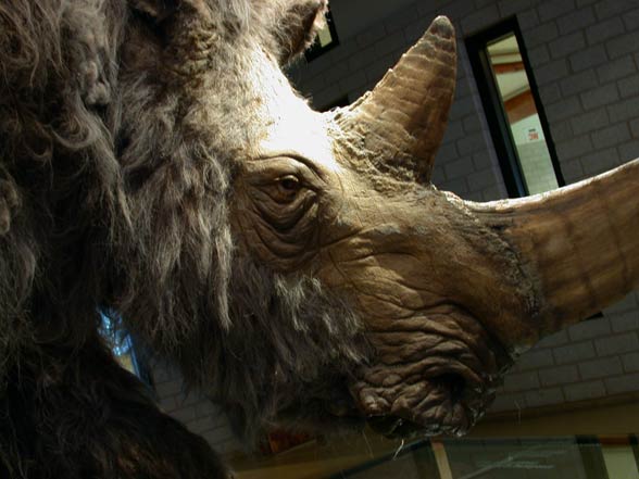Woolly rhinoceros