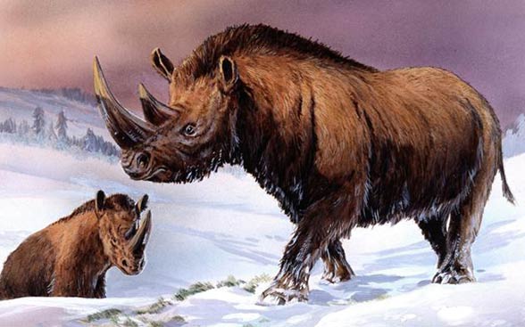 Woolly rhinoceros