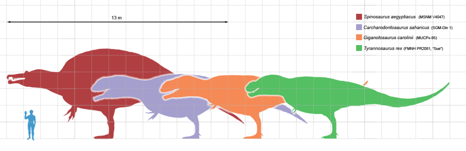 The Longest theropods - comparison. The Longest theropods - comparison.